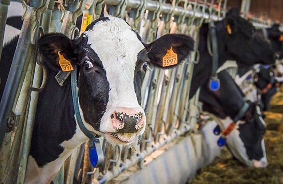 Astaxanthin supplier Astaxanthin supplier