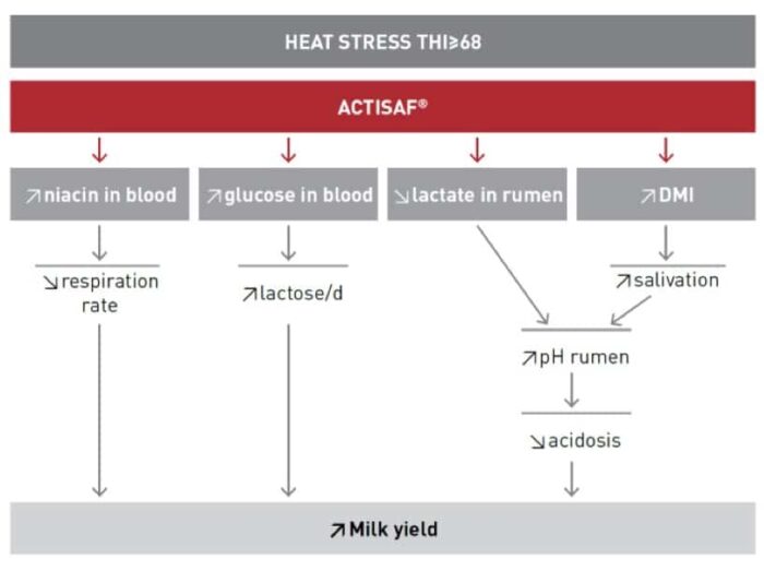 Yeast solutions to alleviate heat stress in dairy cows • Phileo by Lesaffre