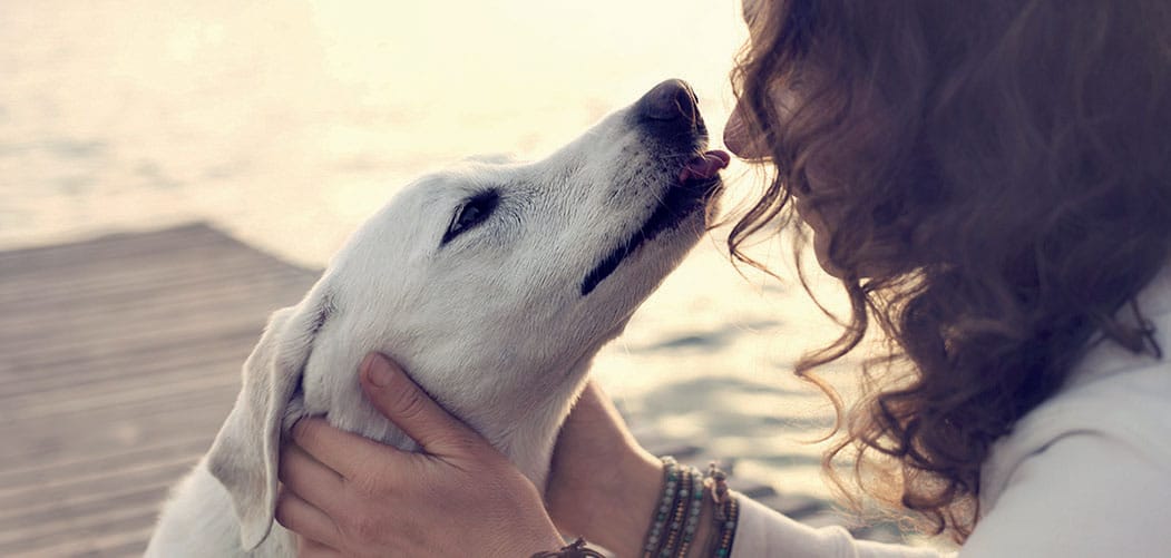 Phileo, Lesaffre’s business unit dedicated to Animal Care and Diana Pet Food have entered into a partnership in yeast and bacteria solutions for the pet food industry.
