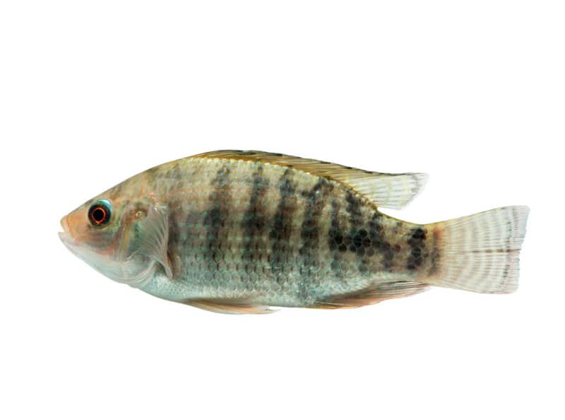 Supplementing yeast probiotic Actisaf® in Nile tilapia practical diets has beneficial effects on