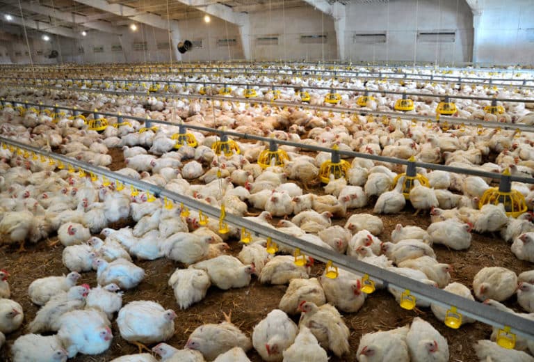 The effect of heat stress on broiler performance and strategies to