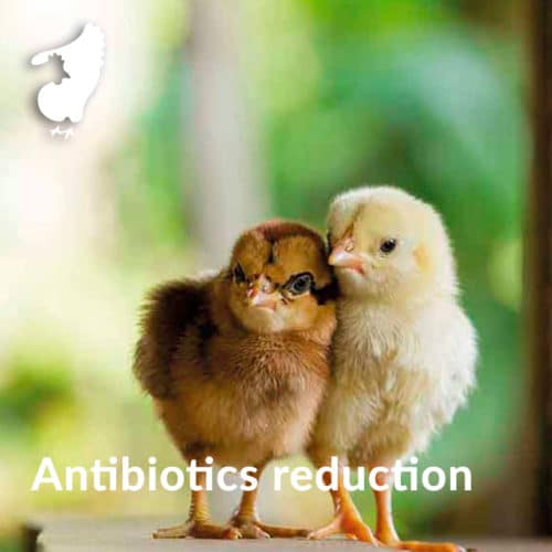 Manage Heat Stress in broilers Phileo by Lesaffre