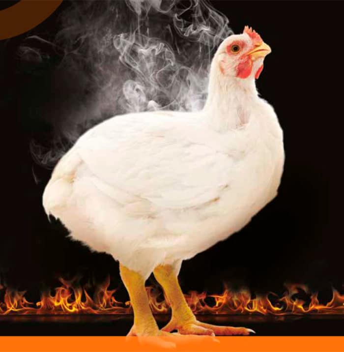 The effect of heat stress on broiler performance and strategies to