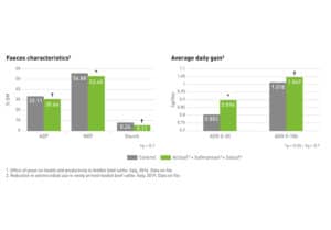 Beef Meat Profit Program | Phileo by Lesaffre