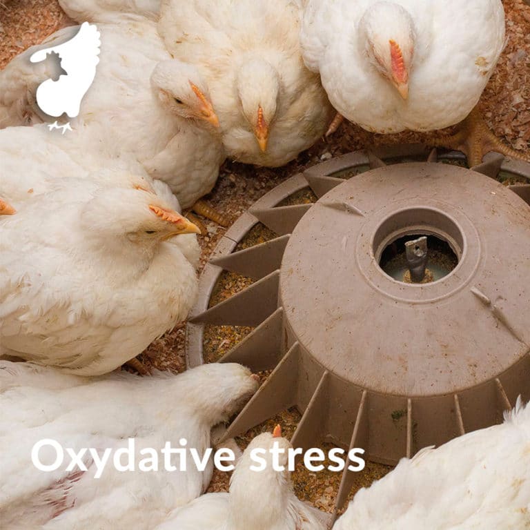 Manage Heat Stress in broilers Phileo by Lesaffre