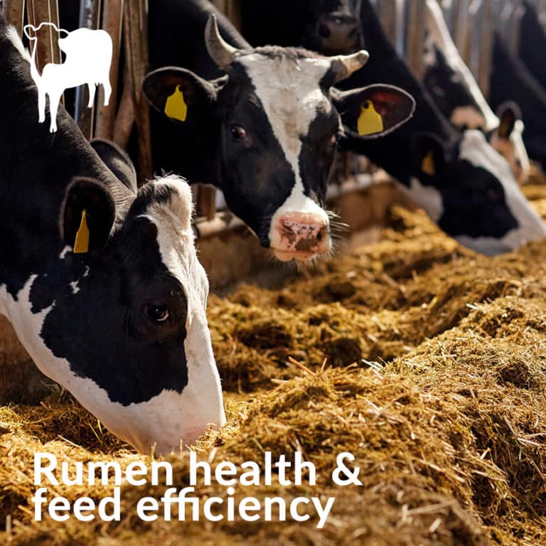 Manage metabolic disorders in Dairy Cows | Phileo by Lesaffre