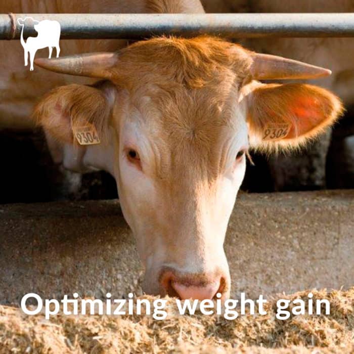 Beef Cattle Nutrition : yeast probiotics solutions | Phileo by Lesaffre