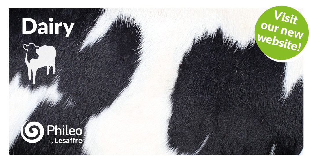 Dairy Cattle Nutrition : yeast probiotics solutions | Phileo by Lesaffre