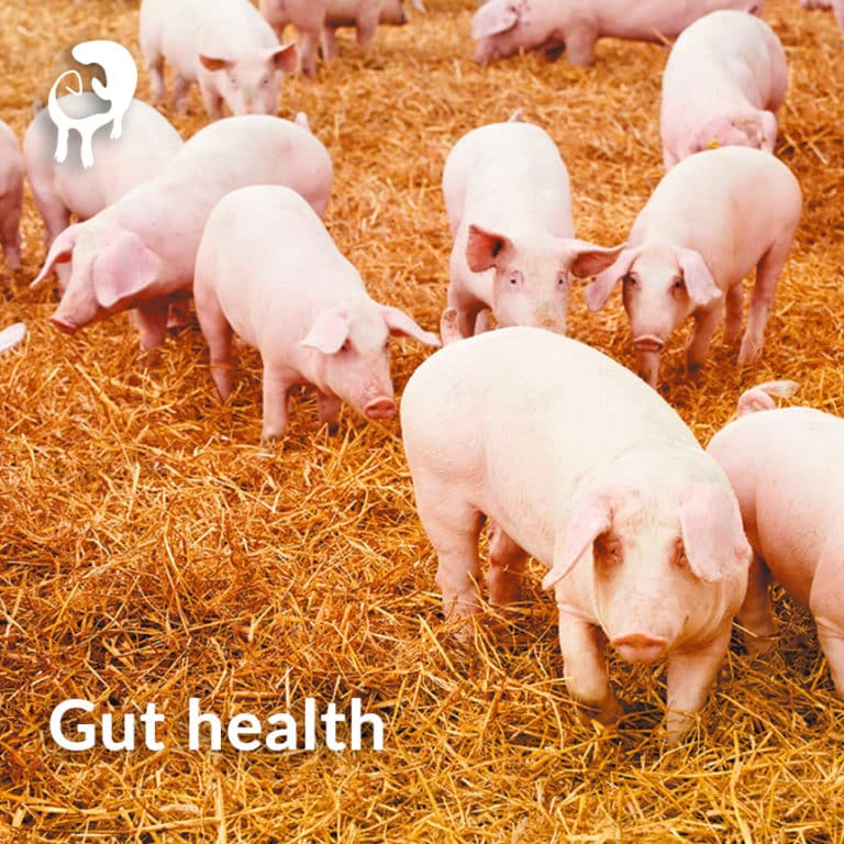 Swine Sustainable Nutrition [ Phileo by Lesaffre