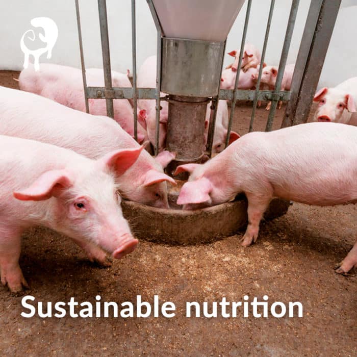 Manage Swine Gut Health | Phileo by Lesaffre