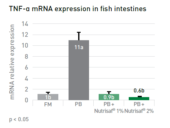 fish intestines