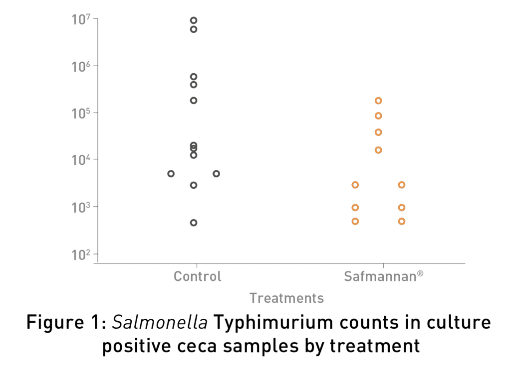 salmonella typhimurium