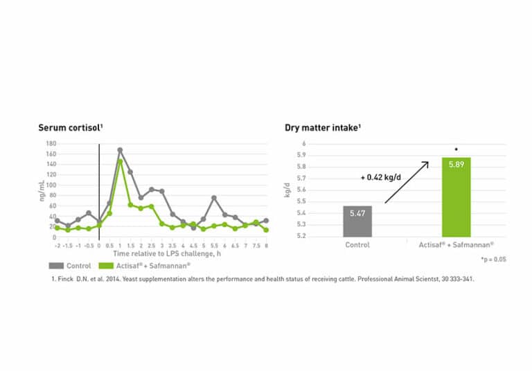 Manage Stress and Enhance Immunity in Beef Cattle | Phileo by Lesaffre