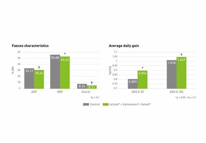Manage Beef Cattle Rumen Health | Phileo by Lesaffre