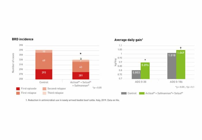 Manage Stress and Enhance Immunity in Beef Cattle | Phileo by Lesaffre