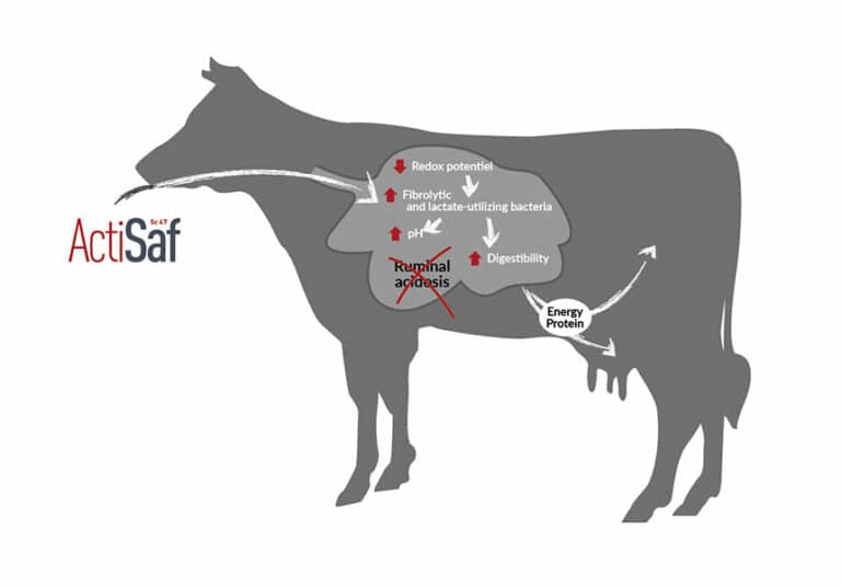 Cow Rumenitis Dairy Cattle Nutrition : yeast probiotics solutions | Phileo by Lesaffre