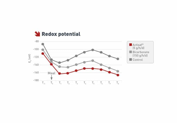 Manage Dairy Cows Rumen Health | Phileo by Lesaffre