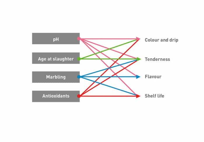 Improve Beef Cattle Meat Quality | Phileo by Lesaffre