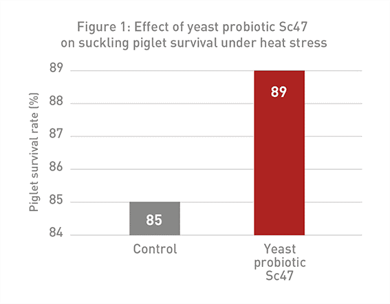 heat stress pigs