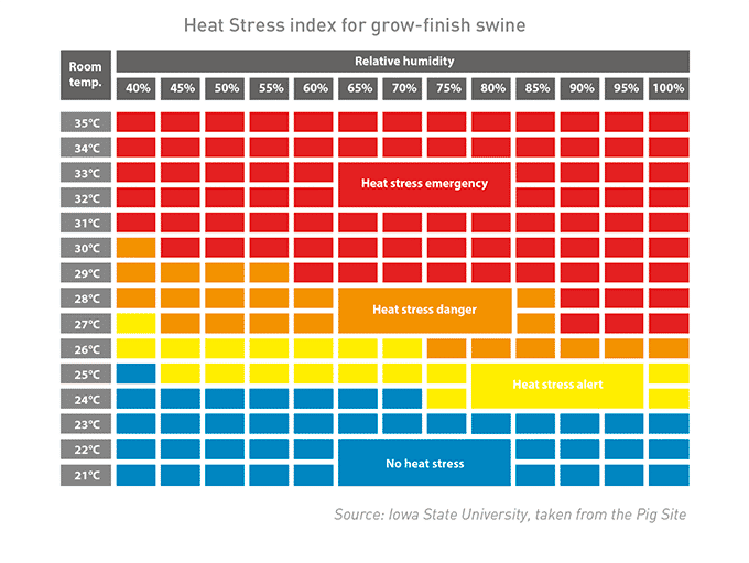 heat stress pigs