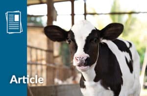 Actisaf Sc 47: Improve Animals' Performances | Phileo by Lesaffre