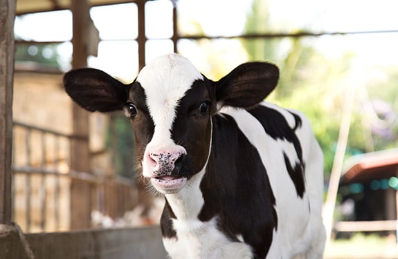 Phileo by Lesaffre granted EU Renewal authorisation for Actisaf®Sc47 for calves for rearing