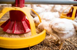 Poultry nutrition