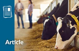 Dairy Cattle Nutrition : yeast probiotics solutions | Phileo by Lesaffre