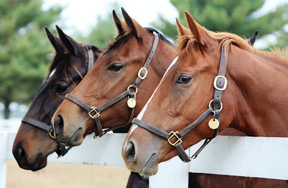 By Rodolphe Rabot, Global Horses Manager, Phileo by Lesaffre.