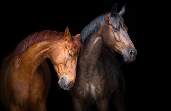 Breeding horses: how Selsaf® contributes to good fertility