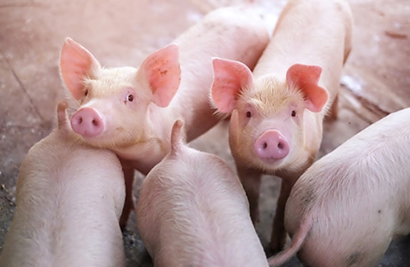 Weaning piglets without zinc oxide