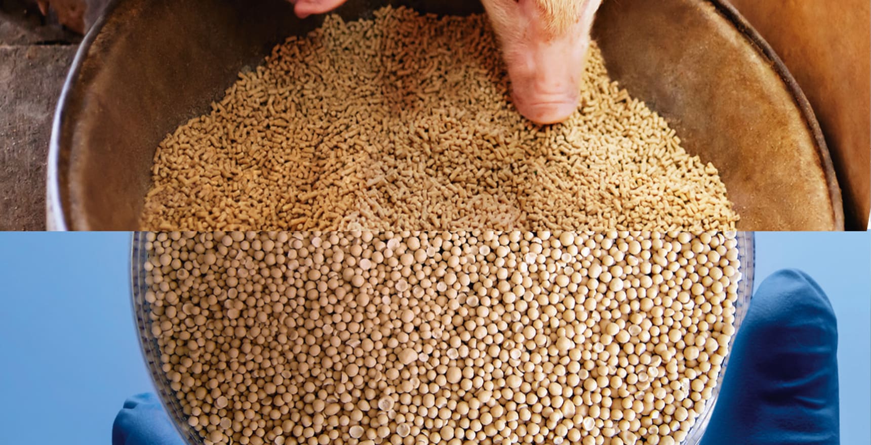 Phileo by Lesaffre : Yeast probiotics for animal nutrition and health