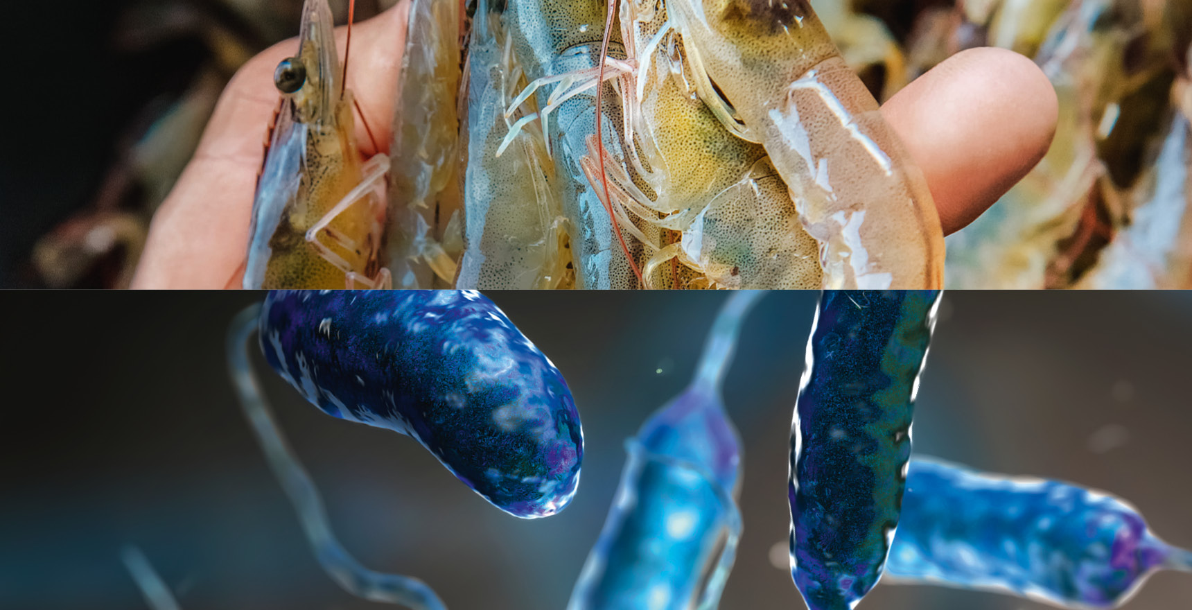 Phileo by Lesaffre : Yeast probiotics for animal nutrition and health