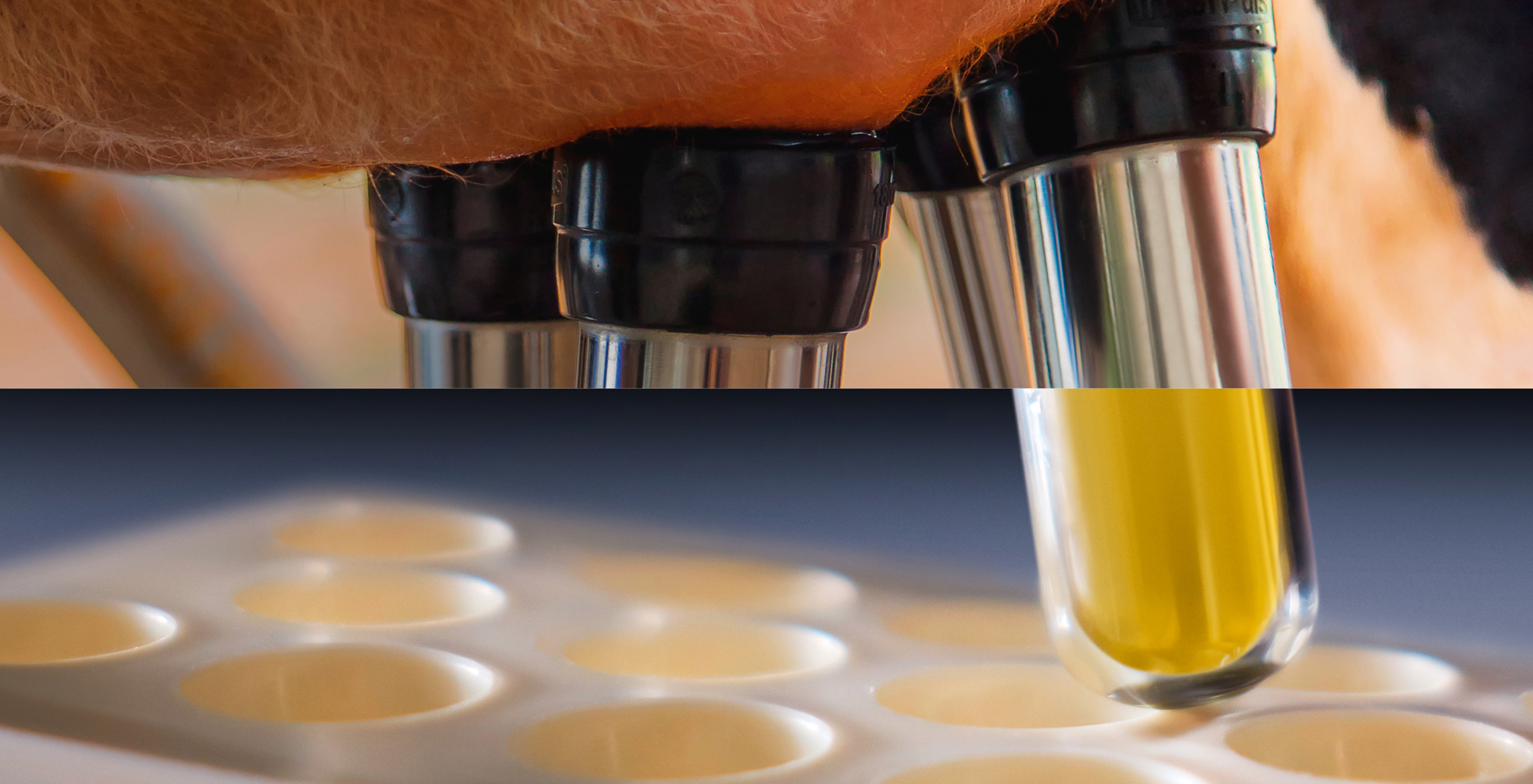 Phileo by Lesaffre : Yeast probiotics for animal nutrition and health