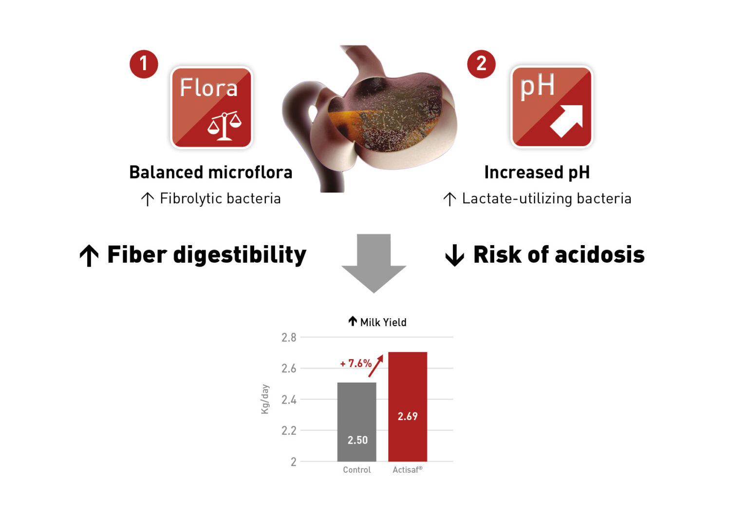 Small ruminants health and nutrition | Phileo by Lesaffre