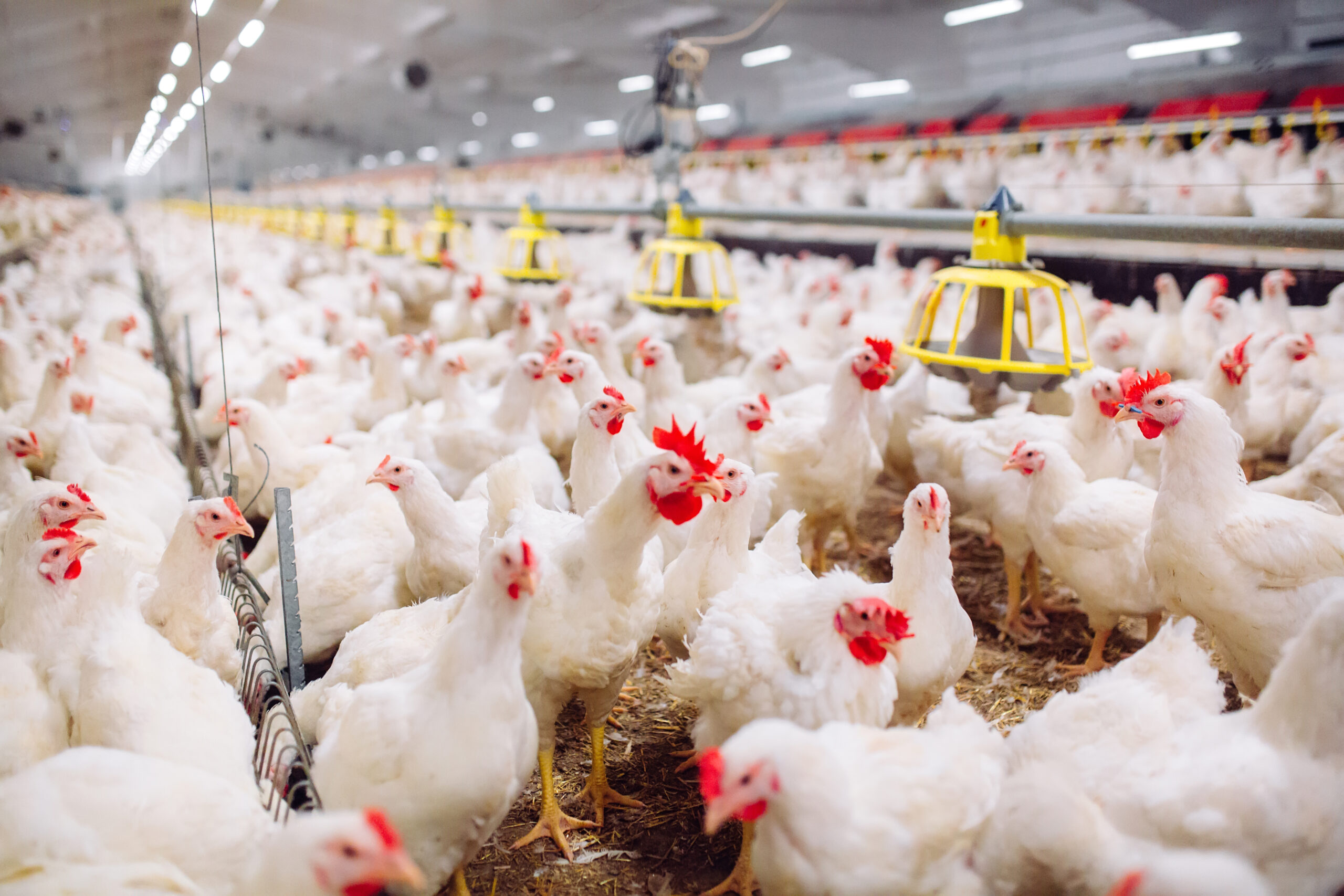 Indoors,Chicken,Farm,,Chicken,Feeding